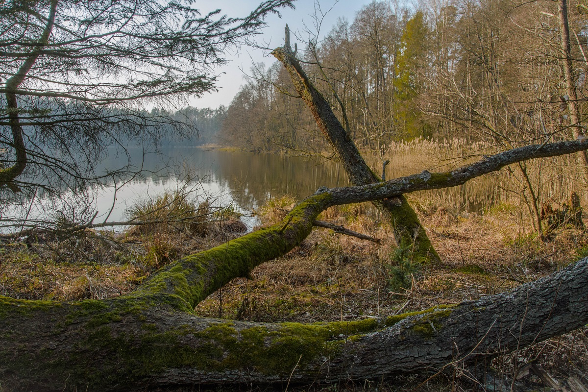 Widok Jeziora Zdryńskiego Kanał Jerzwałdzki. Marcowy widok Jeziora Zdryńskiego